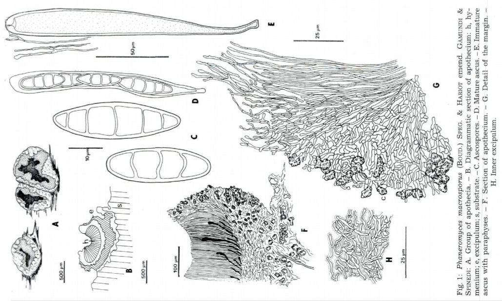 Представитель Семейства Phaneromycetaceae